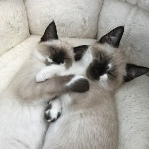 Meet your Posher, Emma